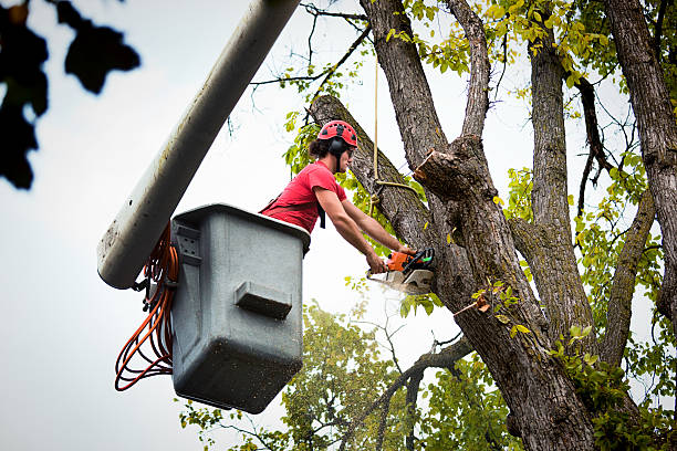 How Our Tree Care Process Works  in  Elmwood Place, OH